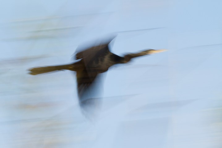 Anhinga anhinga Anhinga